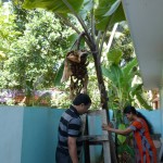 Banana tree in the host family's garden