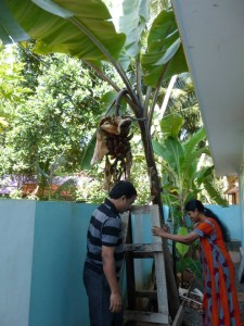 Banana tree in the host family's garden